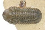 Bargain, Reedops Trilobite - Atchana, Morocco #340903-1